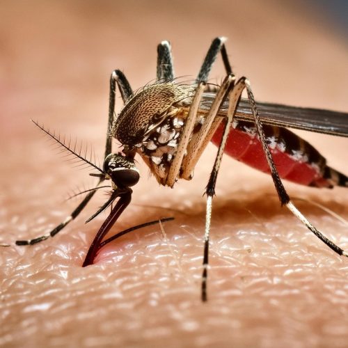 Anvisa aprova primeira vacina de dose única contra a dengue no mundo