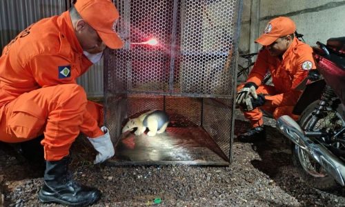 Corpo de Bombeiros resgata tamanduá-mirim que estava em quintal de residência