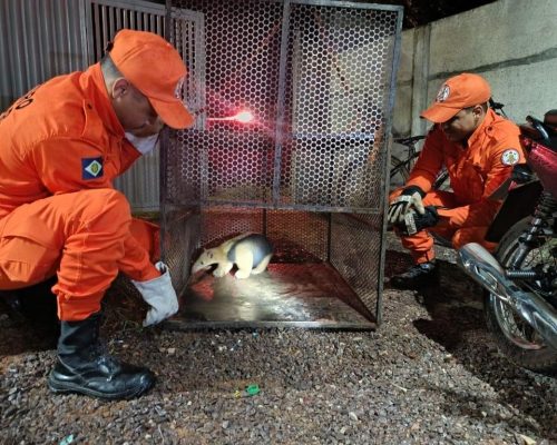 Corpo de Bombeiros resgata tamanduá-mirim que estava em quintal de residência