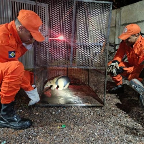 Corpo de Bombeiros resgata tamanduá-mirim que estava em quintal de residência