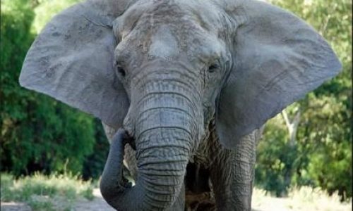 Elefanta Kenya morre no Santuário de Elefantes Brasil, em Chapada dos Guimarães