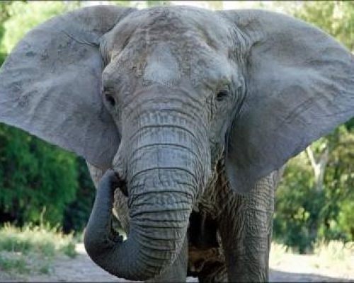 Elefanta Kenya morre no Santuário de Elefantes Brasil, em Chapada dos Guimarães