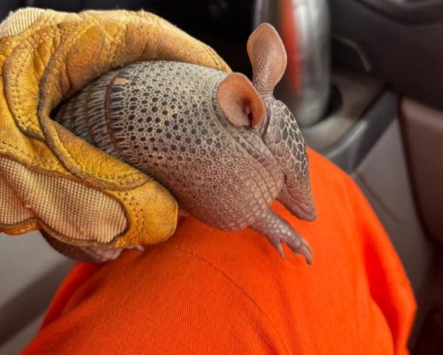 Corpo de Bombeiros Militar resgata tatu-bola de residência