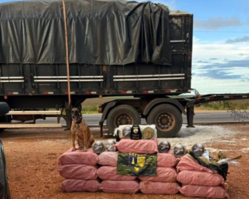 Gefron apreende mais de 400 quilos de skank e causa prejuízo de R$ 1,8 milhão ao crime