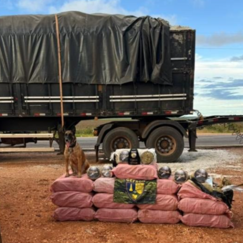 Gefron apreende mais de 400 quilos de skank e causa prejuízo de R$ 1,8 milhão ao crime