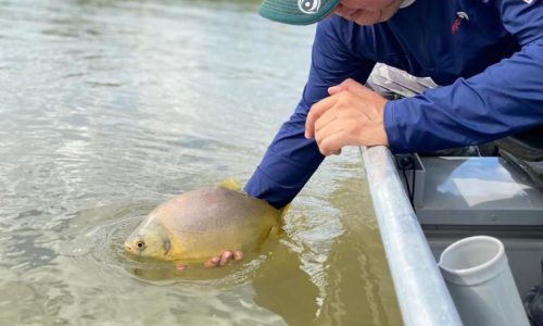Fim da piracema abre temporada de pesca esportiva e impulsiona turismo em Mato Grosso